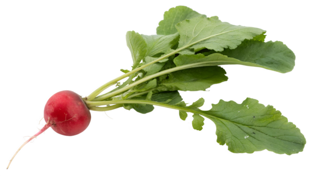 radish isolated on white