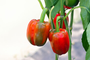 Closeup raw sweet bell pepper on the tree