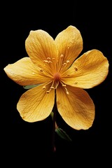 Radiant golden flower blossom against a stark black backdrop showcasing intricate petal detail and delicate stamen arrangements for botanical elegance