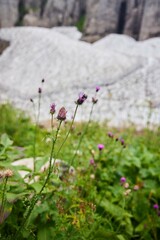 Summer flowers in the mountains against the background of last year's snow
