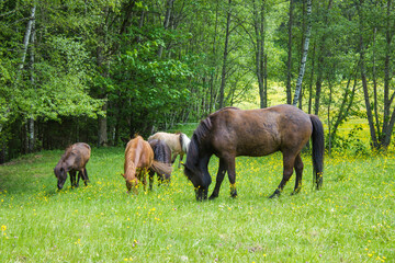 Horses in the Austrian Alps of the Dachstein region (Styria in Austria)