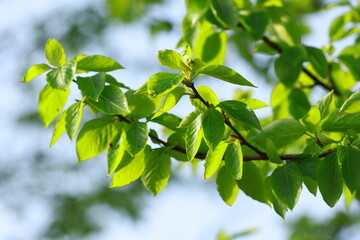 Obraz premium fresh green spring leaves