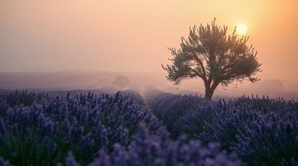 coucher de soleil sur les champs de lavande