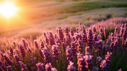 Fotobehang coucher de soleil sur les champs de lavande © fabienne