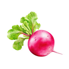 Radish Watercolor Painting: A vibrant watercolor painting of a single, fresh radish, showcasing its deep pink hue and bright green leaves. The image is clean and crisp.