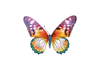 colorful butterflies individually or as a frame, spring awakening with butterflies