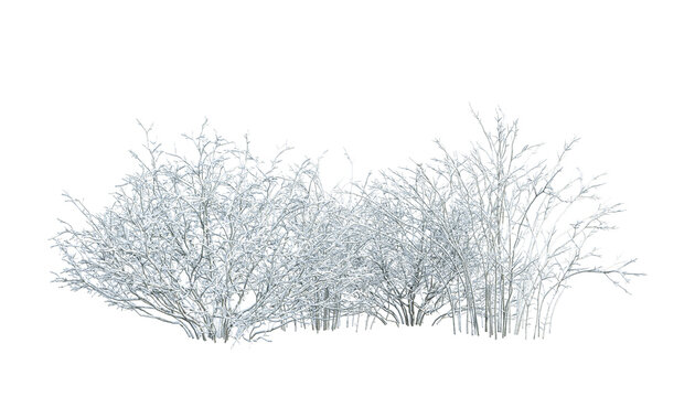 Dried shrub and small plants in snow isolated on white