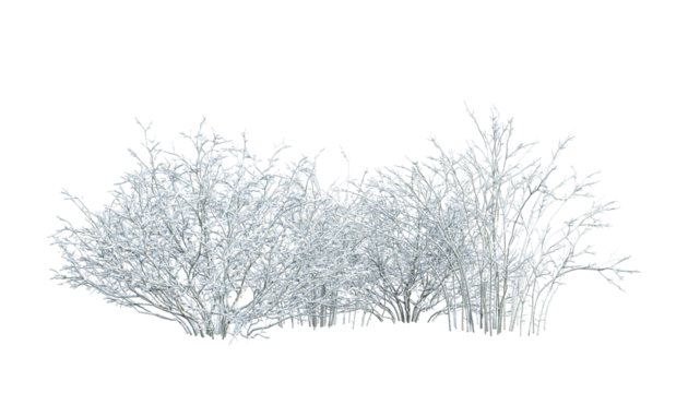 Dried shrub and small plants in snow isolated on white