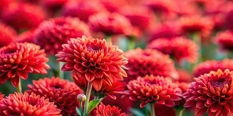 Close-up tilt-shift photography reveals miniature red chrysanthemums in autumn's vibrant bloom.