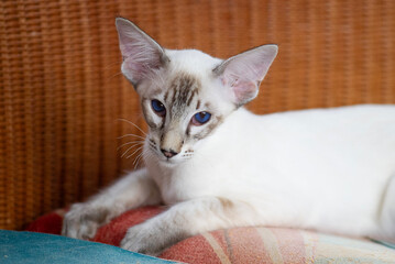 Liegende Balinesen Katze auf dem Sofa