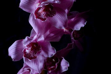 Luxury pink cymbidium orchid on black background. Close-up reveals the details of the petals, water...