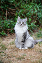 Maine Coon Katze sitzt im Garten