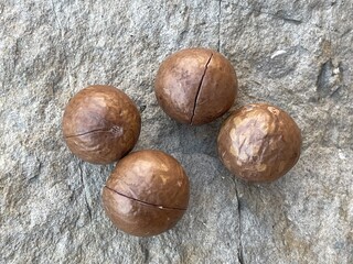 Four round, brown objects with a slightly textured surface, arranged closely on a natural stone background.