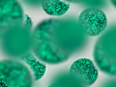 Probiotics, lactic acid bacteria. Algae, bacteria and microorganisms. Microscopic probiotics, bacterial flora
