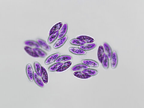 Probiotics, lactic acid bacteria. Algae, bacteria and microorganisms. Microscopic probiotics, bacterial flora