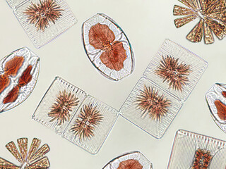 Probiotics, lactic acid bacteria. Algae, bacteria and microorganisms. Microscopic probiotics, bacterial flora