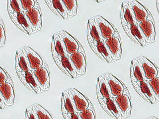 Probiotics, lactic acid bacteria. Algae, bacteria and microorganisms. Microscopic probiotics, bacterial flora