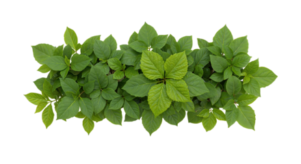 top view of green house plant with dense foliage  leaves isolated on white transparent PNG, cutout, or clipping path.