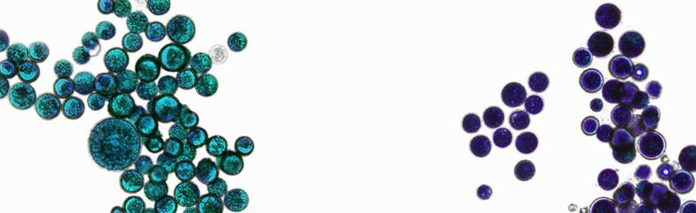 Probiotics, lactic acid bacteria. Algae, bacteria and microorganisms. Microscopic probiotics, bacterial flora