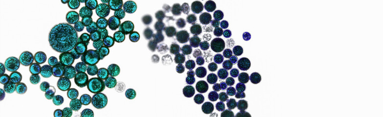 Probiotics, lactic acid bacteria. Algae, bacteria and microorganisms. Microscopic probiotics, bacterial flora