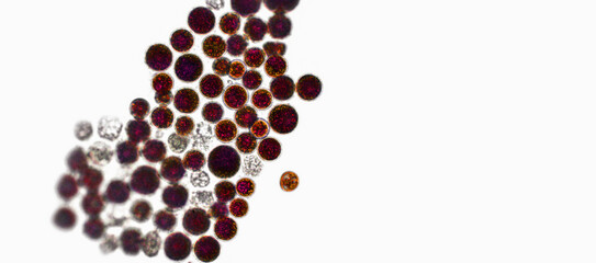 Probiotics, lactic acid bacteria. Algae, bacteria and microorganisms. Microscopic probiotics, bacterial flora