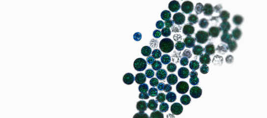 Probiotics, lactic acid bacteria. Algae, bacteria and microorganisms. Microscopic probiotics, bacterial flora