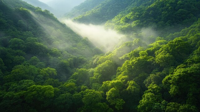 Lush green valley bathed in soft sunlight and mist creates seren