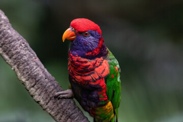 Colorful lorikeet in Hong Kong. Perched on branch, looking at camera, mouth. 
