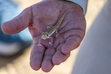 A tourguide is holding a Namibgecko in his hands in the Namib Dessert