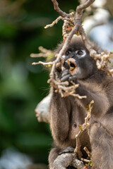 Dusky leaf monkey on a tree searching and eating leafs. 