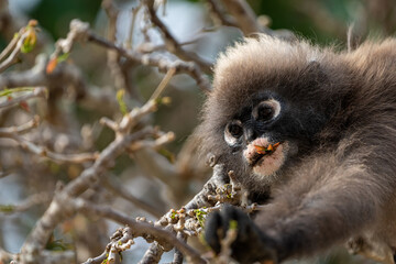 Dusky leaf monkey on a tree searching and eating leafs. 