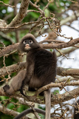 Dusky leaf monkey sitting in a tree 