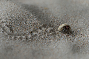 A hermit crab leaving a trace in the sand at the beach