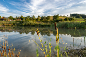Typha latifolia, a perennial herbaceous wetland plant in the genus Typha at a pond on sunset