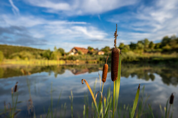 Typha latifolia, a perennial herbaceous wetland plant in the genus Typha at a pond on sunset