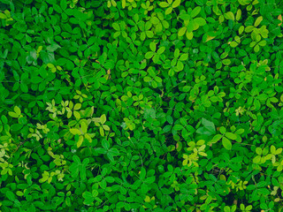 Small green leaves background, environment and ecological pattern image.