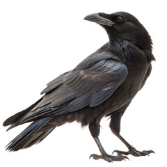 Obraz premium Crow AI Generated Image