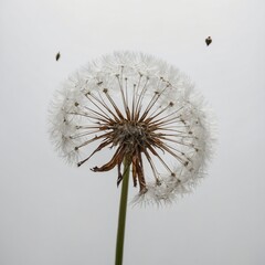 "A dandelion seed head with a few seeds drifting away, captured against a pure white backdrop."