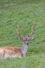 Male deer at Deer camp Jelenov Greben in Olimje Podcetrtek in East Slovenia