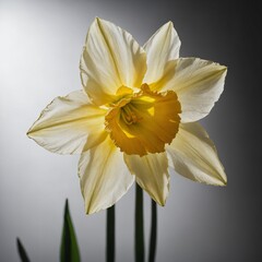 "A glowing yellow daffodil with backlight, making the petals appear almost translucent on white."