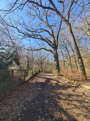 Naklejka premium Wonderful Plänterwald Forest in Berlin Treptow - Spring Season