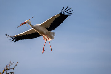 stork in the sky