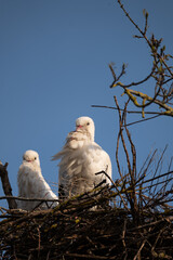 birds in the nest