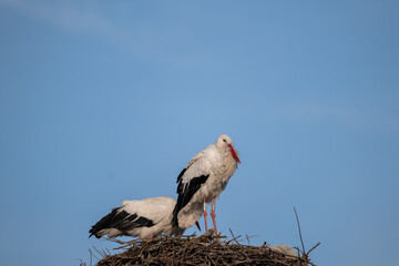 stork in the nest