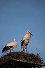 stork in the nest