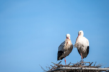 stork in the nest