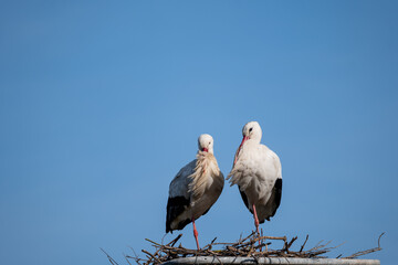 stork in the nest
