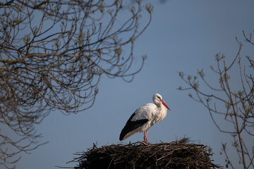 stork in the nest