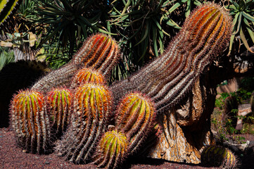 A mexican fire barrel growing in Fuerteventura, Spain