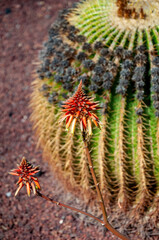 Aloe vera red flower bloom in a botanical garden